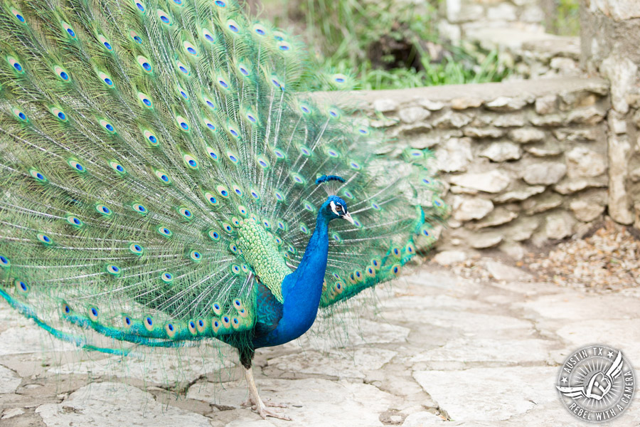 Whimsical Austin wedding pictures at Mayfield Park