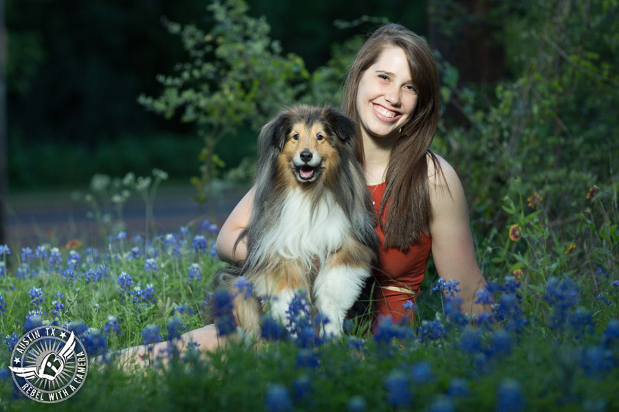 Longhorn graduation pictures in burnt orange sundress with miniature collie in the bluebonnets